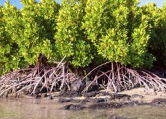 Mangrove Tree
