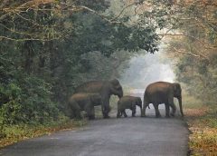 North Bengal Tour