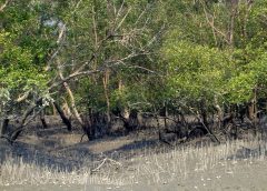 Sundarban Mangrove