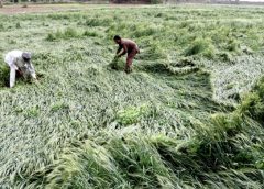 agri field