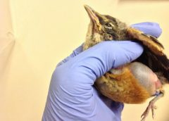 bird treatment