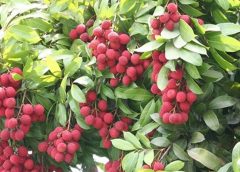 lichi