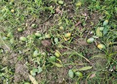 mango-tree (1)