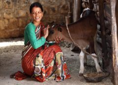 sundarbon-milk (1)