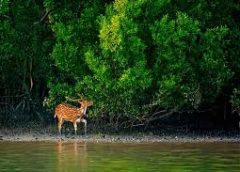 sundarbon2