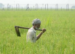 Agriculture Furm