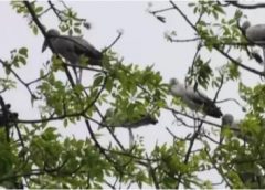 Amphan Effect Birds