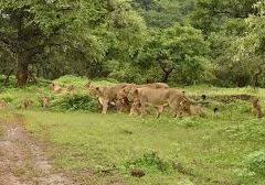 Asiatic Lion