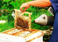 Bee Farming