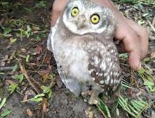 Bird Injury