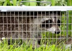 Cage of Animal