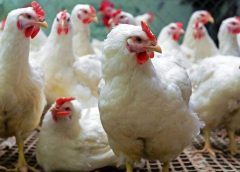 Chiken Soap