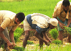 Farmer-3