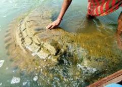 Gopinath