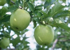 Green Apple Tree