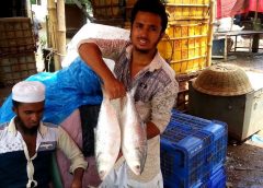 Hilsha Fish