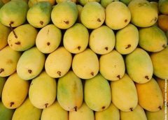 Mango Business