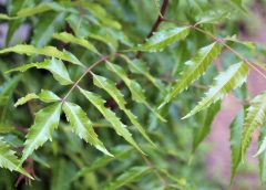 Neem Tree