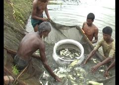 Pond Fish