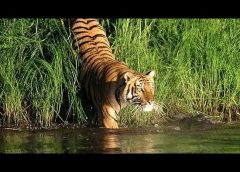 Royal Bengal Tiger-1