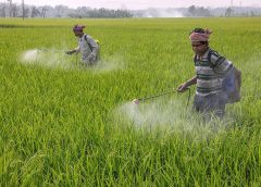 Sufer Farmer-1