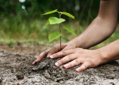 Tree Plantation