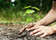 Tree planting