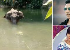 elephant 2