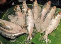 hilsa