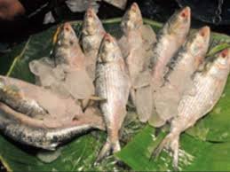 hilsa