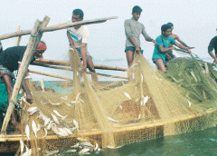 hilsha-fishing