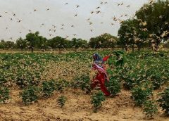 locusts