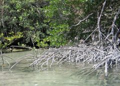 mangrove 2