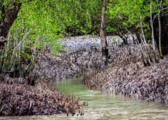 mangrove 3