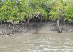 mangrove 4