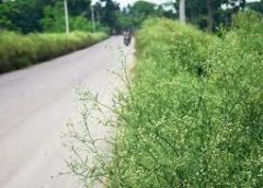 partheniyam