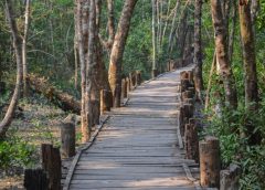 sundarbon 3
