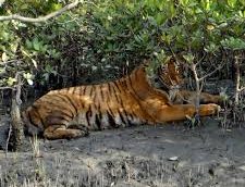 tiger
