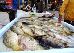 Fish Collection