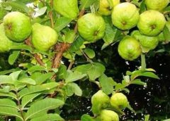 Guava Plants