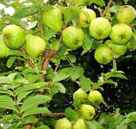 Guava Plants