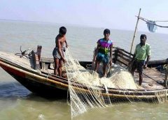 Hilsa Fish-2