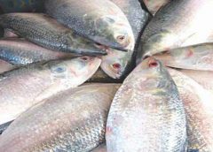 Hilsa Fish