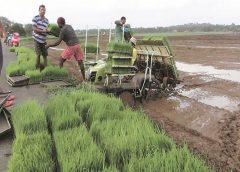 Paddy Farmer