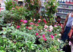 Plant Nursery