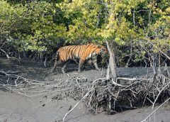 Royal Bengal Tiger-3