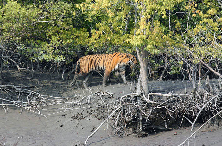 Royal Bengal Tiger-3