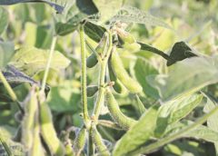 Soybean Crops