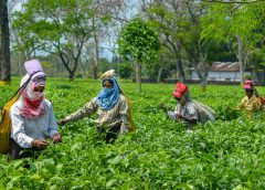 Tea Garden-1