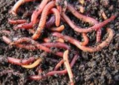 Varmi Compost